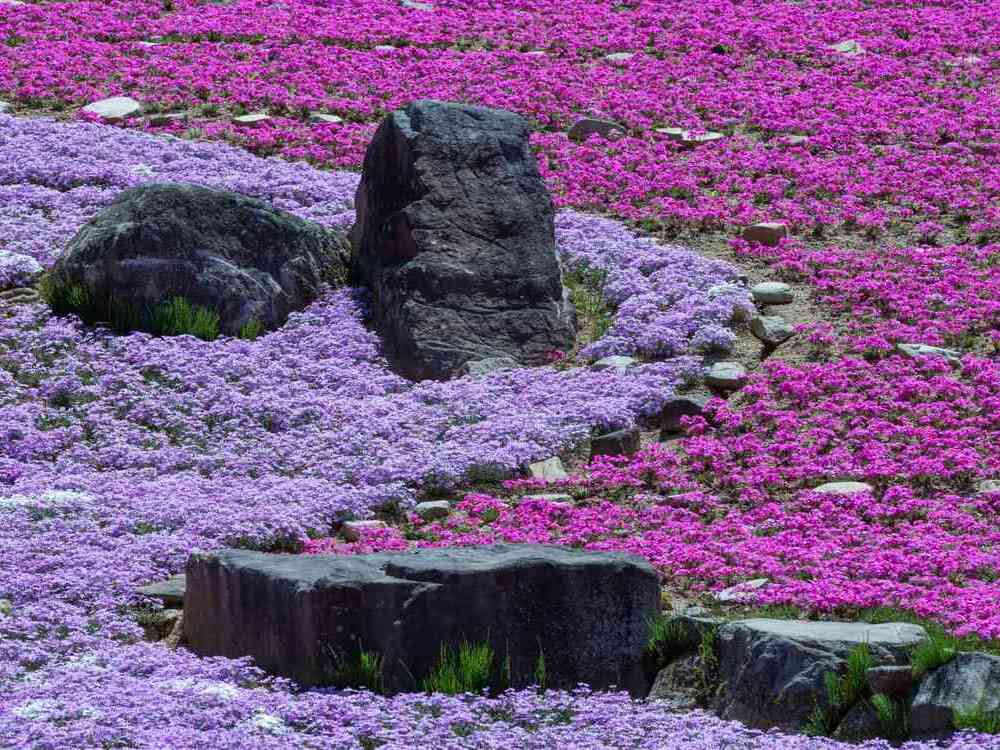 奈良の宇陀で芝桜と芸術に触れる、圧倒的映えドライブコース