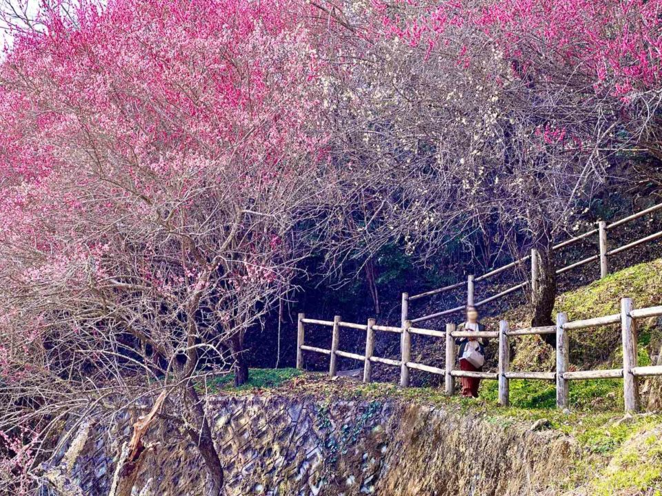 月ヶ瀬梅林の開花状況・梅まつりの様子
