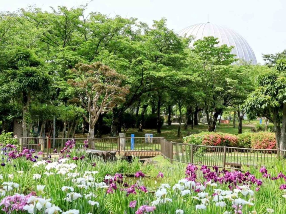花園中央公園の花菖蒲【東大阪市】