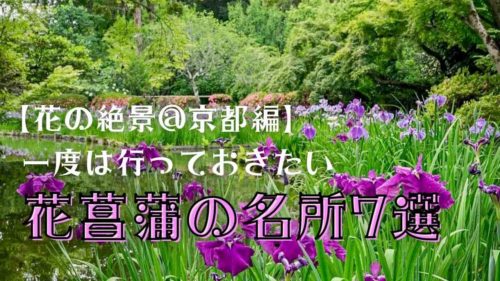 【2023年度】京都で行っておきたい花菖蒲の名所7選！開花・見頃情報も！