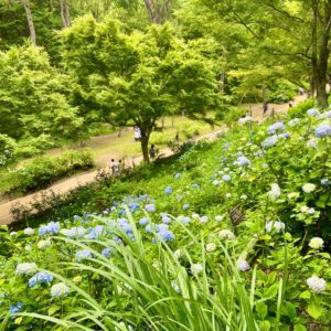 神戸市立森林植物園のあじさい