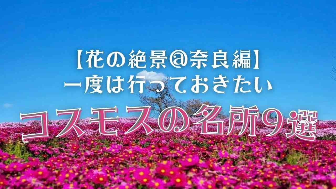 【2023年度】奈良で行っておきたいコスモスの名所9選！開花・見頃情報も！
